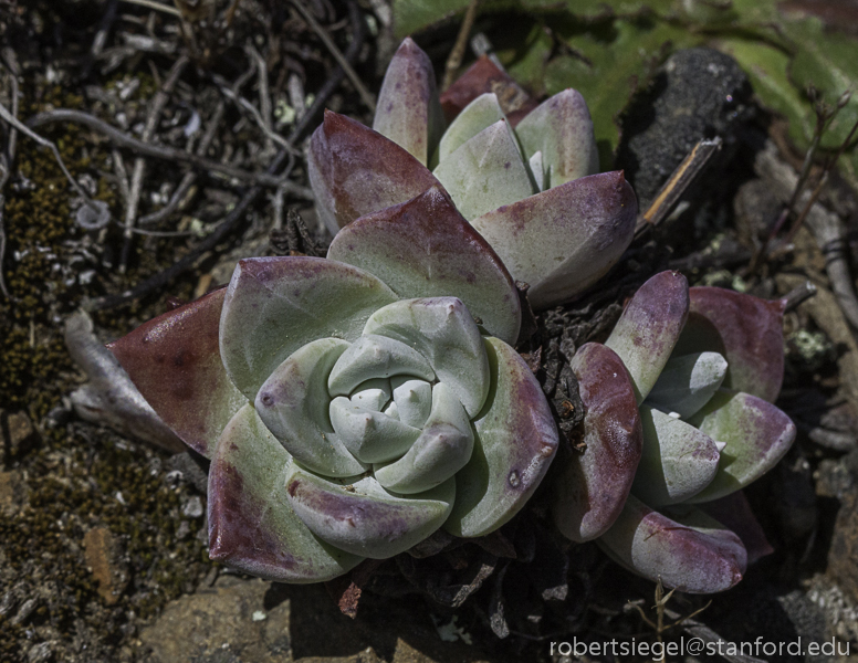 stonecrop